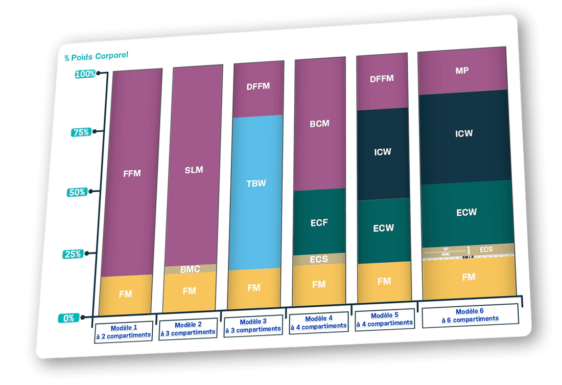 Les compartiments corporels et les modèles d’analyse de la composition corporelle